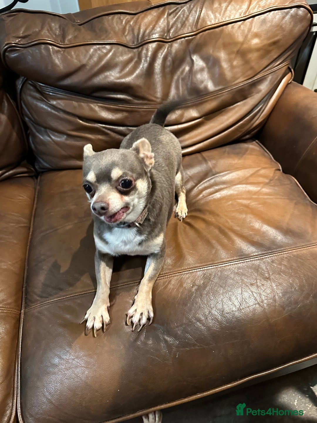 Chihuahua dogs for sale: 2 Lovely Little Boys - Advert 10