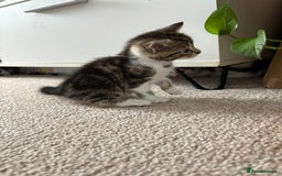 Mixed Breed cats for sale: 5 ADORABLE KITTENS 🐈1M/4F Ready For Reservation😺 - Image 6