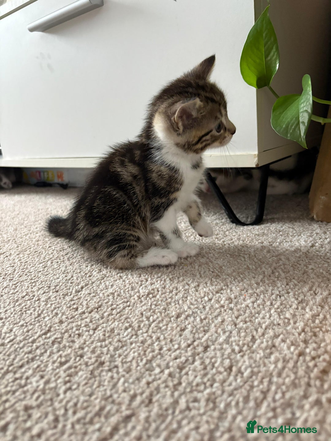 Mixed Breed cats for sale: 5 ADORABLE KITTENS 🐈1M/4F Ready For Reservation😺 - Image 6