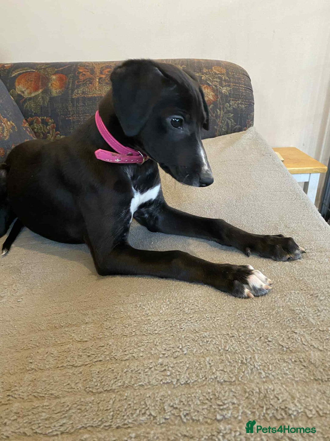 Mixed Breed dogs for sale: Beautiful Saluki x Whippet puppies - Advert 6