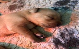 Labrador Retriever dogs for sale: Pretty Perfect Labrador Puppies- Ready in December - Image 5