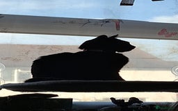 British Shorthair cats for sale: *Urgent* Black cat looking for a home - Image 5