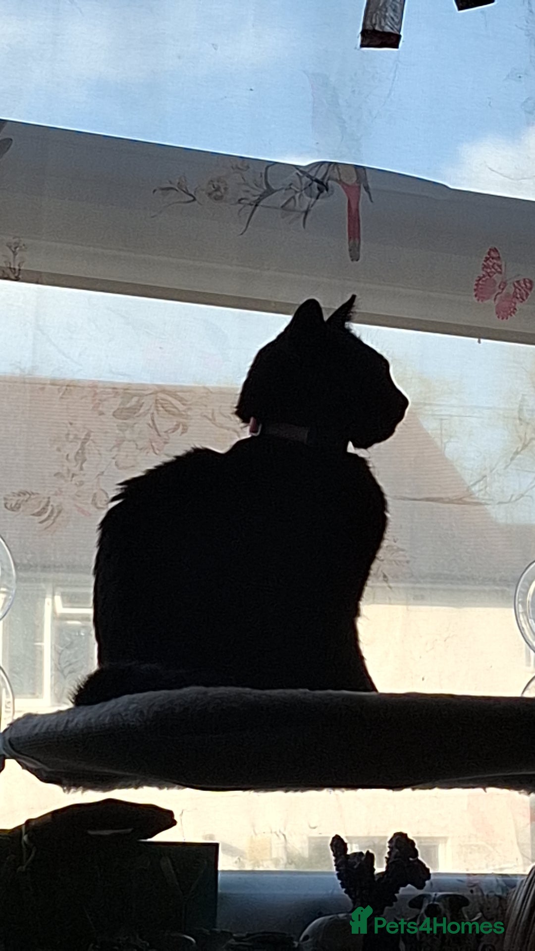 British Shorthair cats for sale: *Urgent* Black cat looking for a home - Image 5