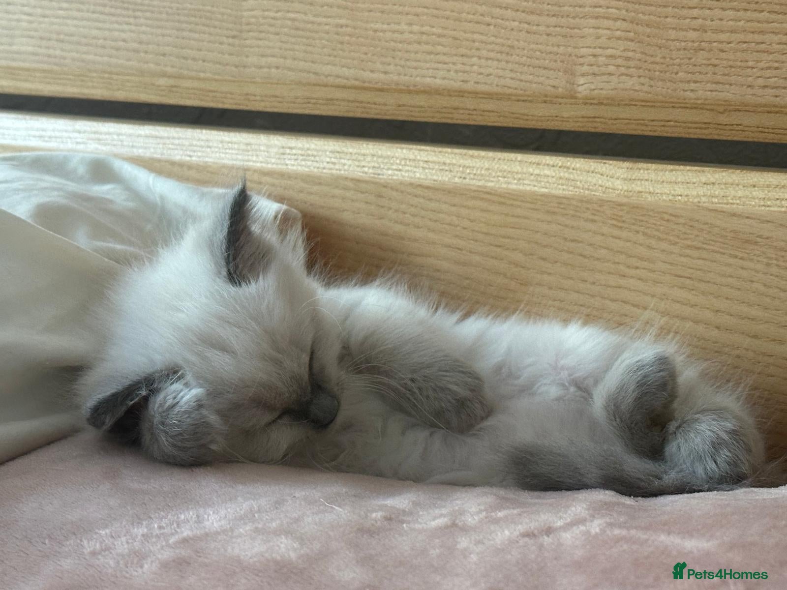 Ragdoll cats Stunning ragdoll kittens for sale.  - Advert 20