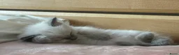 Ragdoll cats for sale: Stunning ragdoll kittens for sale.  - Advert 22