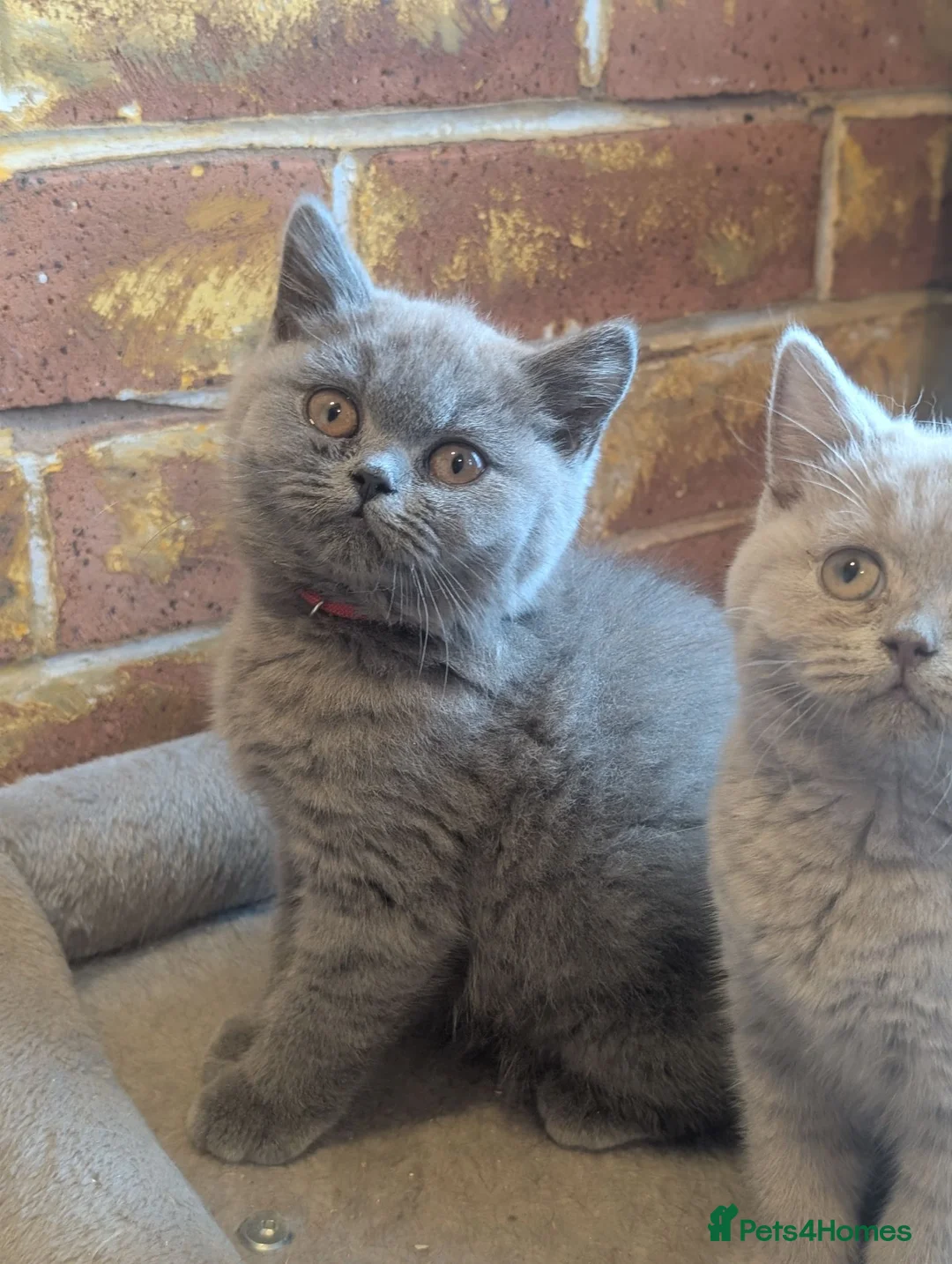 British Shorthair cats for sale: Ready to leave British Shorthair/longhair kittens  - Advert 1