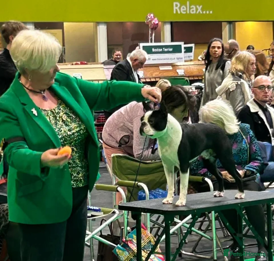 Boston Terrier dogs for stud: Canmoys Boston Coco pops Wildax Rowendale at Stud - Advert 1