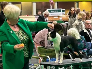 Boston Terrier dogs Canmoys Boston Coco pops Wildax Rowendale at Stud - Advert 3