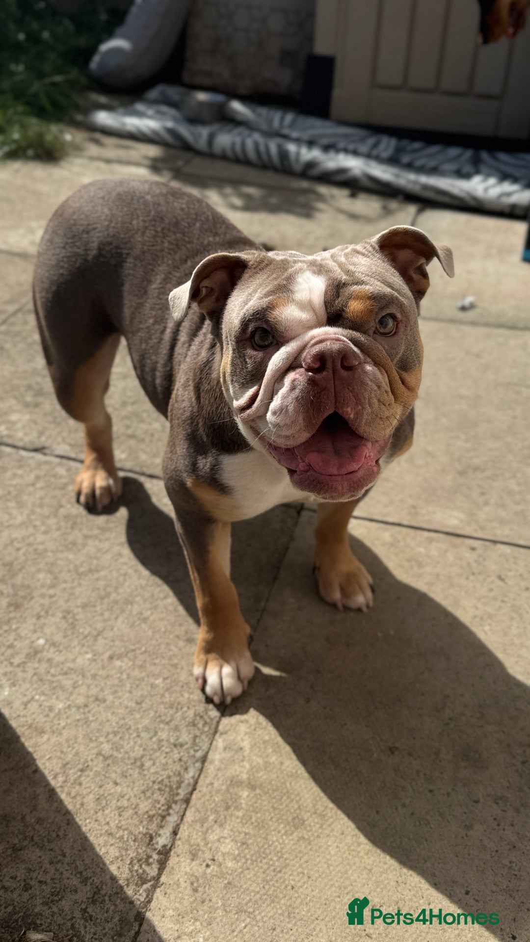 English Bulldog dogs for sale: Lilac English British Bulldog  - Image 5
