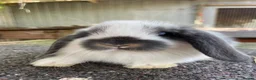 Mini Lop rabbits for sale: Beautiful mini lops looking for their forever home in Weymouth - Advert 6