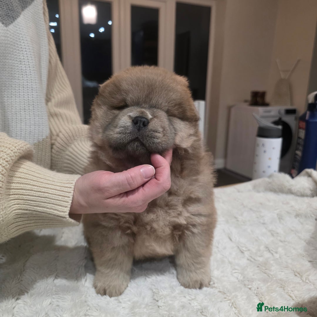 Chow Chow dogs for sale: 7 beautiful chow chow  - Advert 25