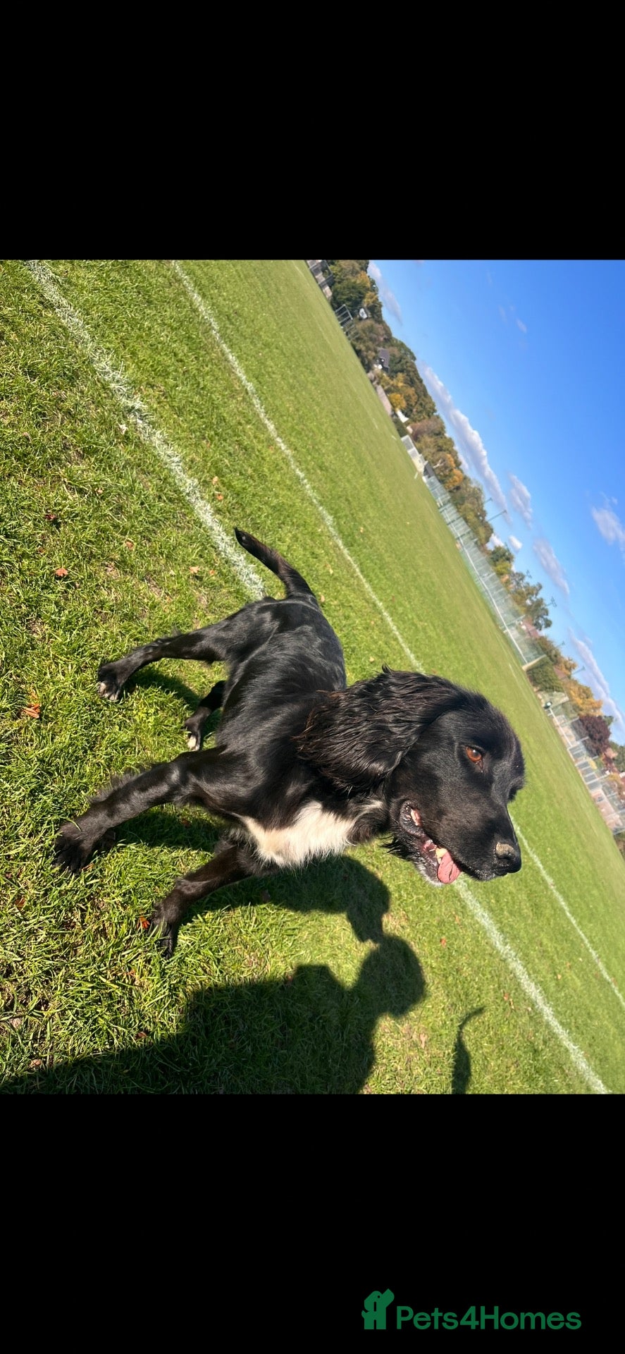 Cocker Spaniel dogs KC registered working cocker spaniel boy  - Advert 1