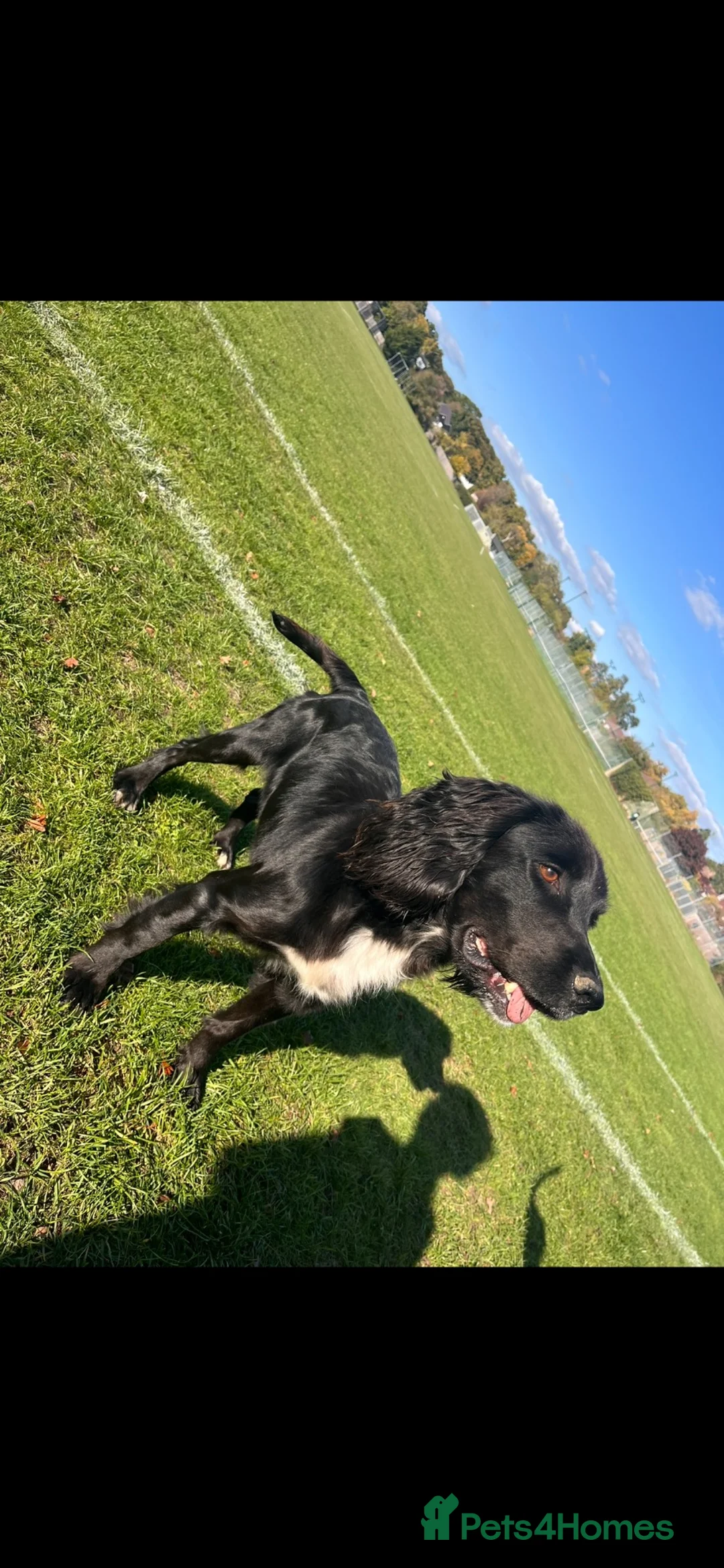 Cocker Spaniel dogs for sale: KC registered working cocker spaniel boy  - Advert 1