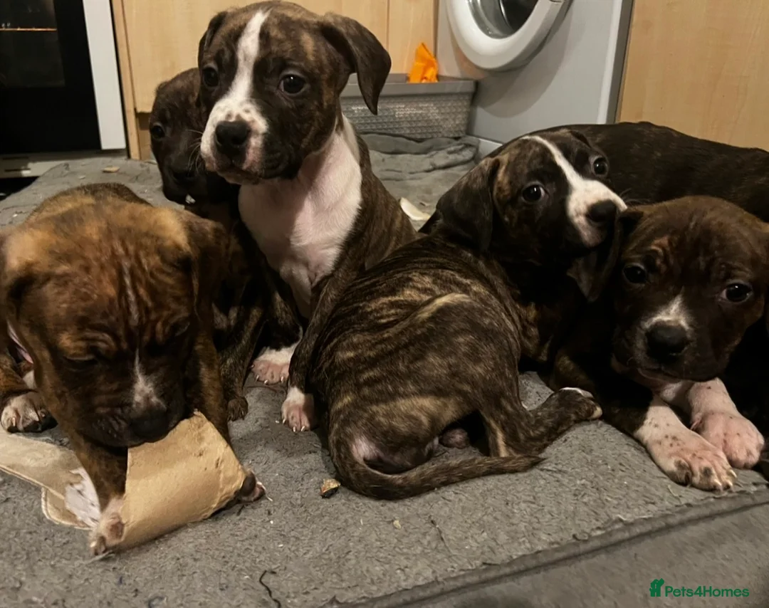 Mixed Breed dogs for sale: Blue Staffy x Boerboel – Ready for a Home - Advert 9