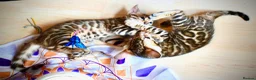 Bengal cats for sale: Beautiful Bengal kittens - Advert 6