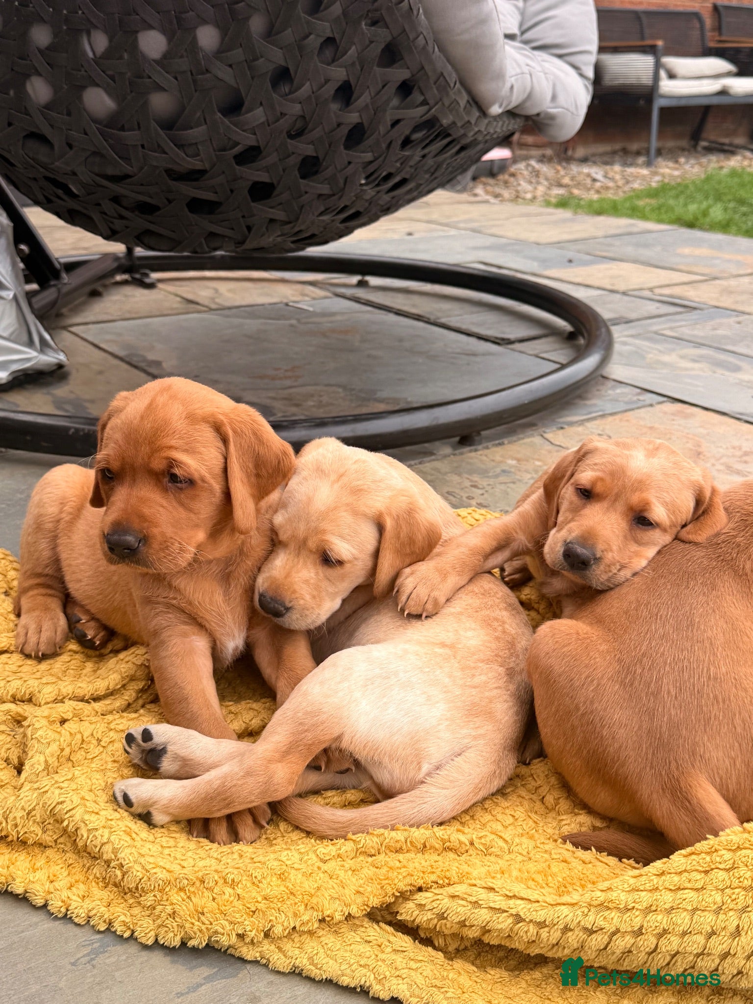 Labrador Retriever dogs Full Pedigree Fox Red and Yellow Labrador Pups - Advert 6