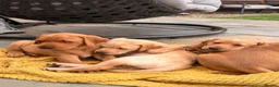 Labrador Retriever dogs for sale: Full Pedigree Fox Red and Yellow Labrador Pups - Advert 2