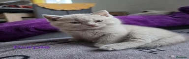 British Shorthair purple collar 