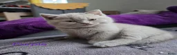 British Shorthair cats for sale: GCCF British Shorthair kittens in Southampton - Advert 17
