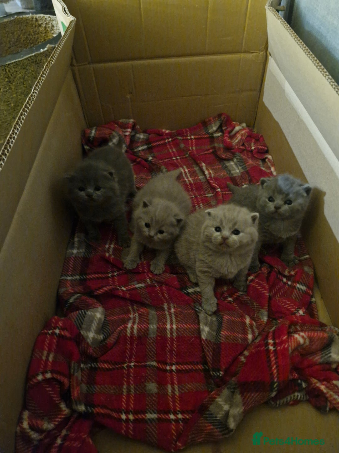 British Shorthair cats for sale: British shorthair  - Advert 4