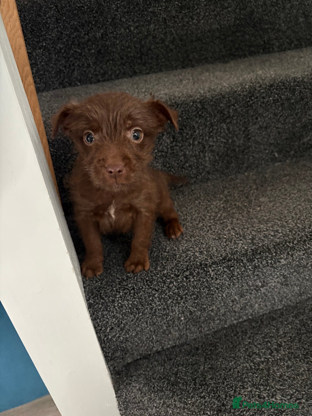 Patterdale Terrier dogs for sale: Patterdale Terrier pups  - Advert 5