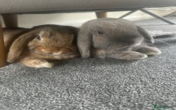 Mini Lop rabbits for sale: 2 indoor bunnies and cage  - Image 2