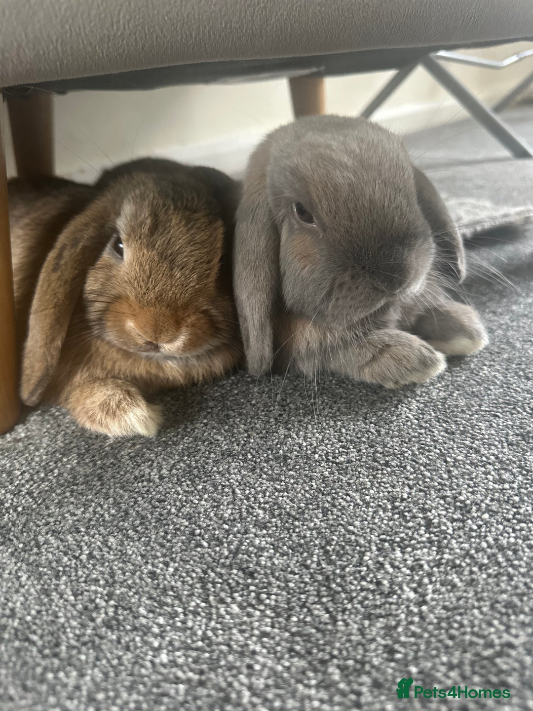 Mini Lop rabbits for sale: 2 indoor bunnies and cage  - Image 2