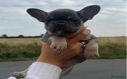French Bulldog dogs for sale: *REDUCED* Beautiful male  French bulldog puppy  - Image 7