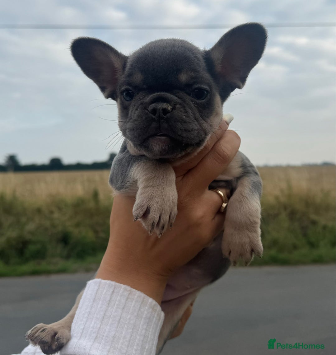 French Bulldog dogs for sale: *REDUCED* Beautiful male  French bulldog puppy  - Image 7