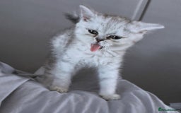 British Shorthair cats for sale: British Shorthair X Persian Kitten  - Image 6