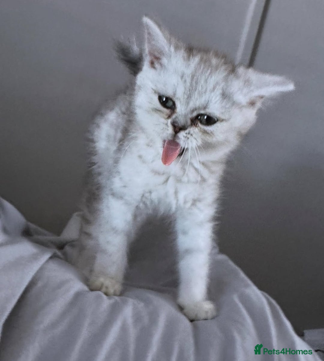British Shorthair cats for sale: British Shorthair X Persian Kitten  - Image 6