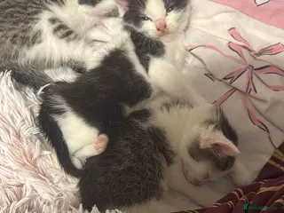 Mixed Breed cats Beautiful kittens mixed with ragdoll - Advert 1