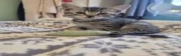 Mixed Breed cats for sale: Kittens for sale - Advert 8