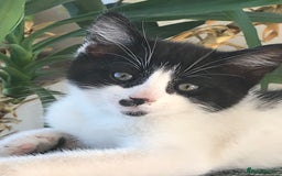 Mixed Breed cats for sale: 2 beautiful kittens  - Image 3