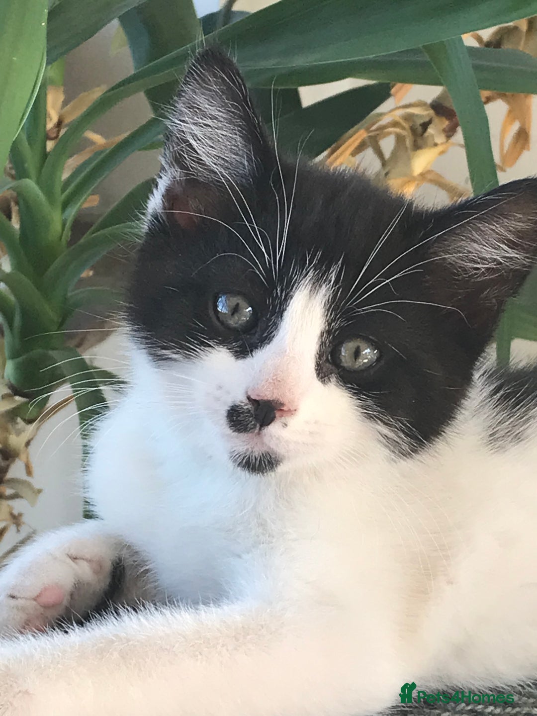 Mixed Breed cats for sale: 2 beautiful kittens  - Image 3