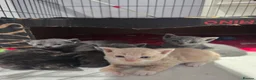 Mixed Breed cats for sale: 6x Gorgeous kittens - Advert 38