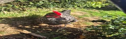 Chickens poultry for sale: Superb Male Chicks For Rehoming. in Dorchester - Advert 5