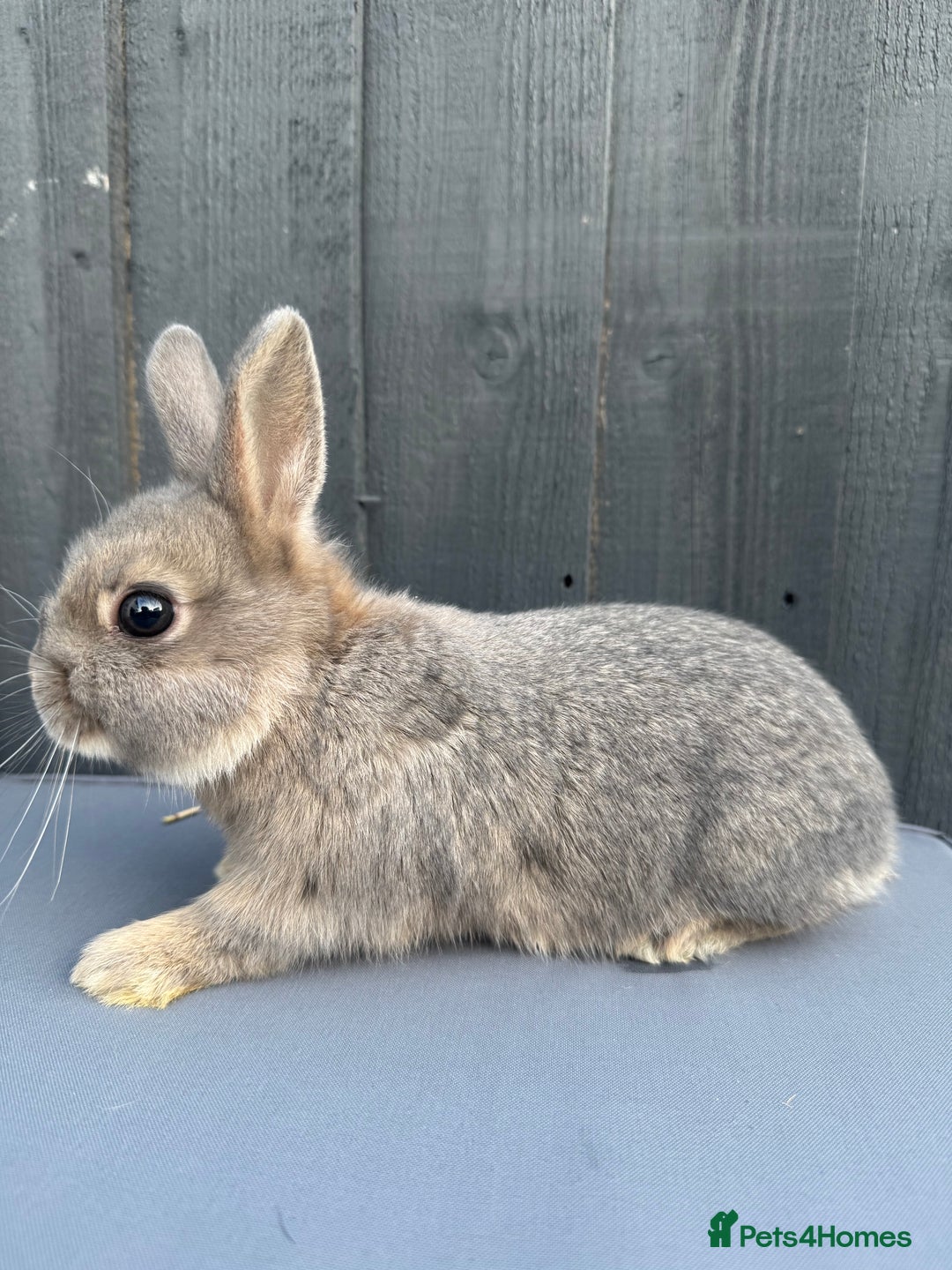Netherland Dwarf rabbits for sale: Pure bred Netherland Dwarf Bunnies - Image 3