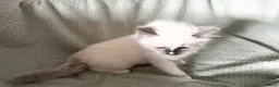 Ragdoll cats for sale: Beautiful pure ragdolls  - Advert 28