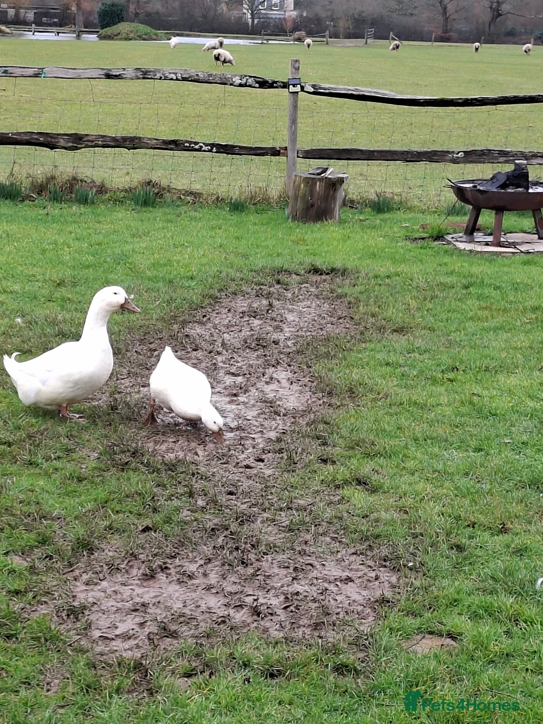 Ducks poultry for sale: Aylesbury Duck Hatching Eggs x6 - Advert 2