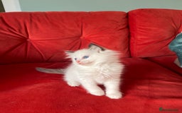 Ragdoll cats for sale: TICA Registered Bicolour boy - Image 11