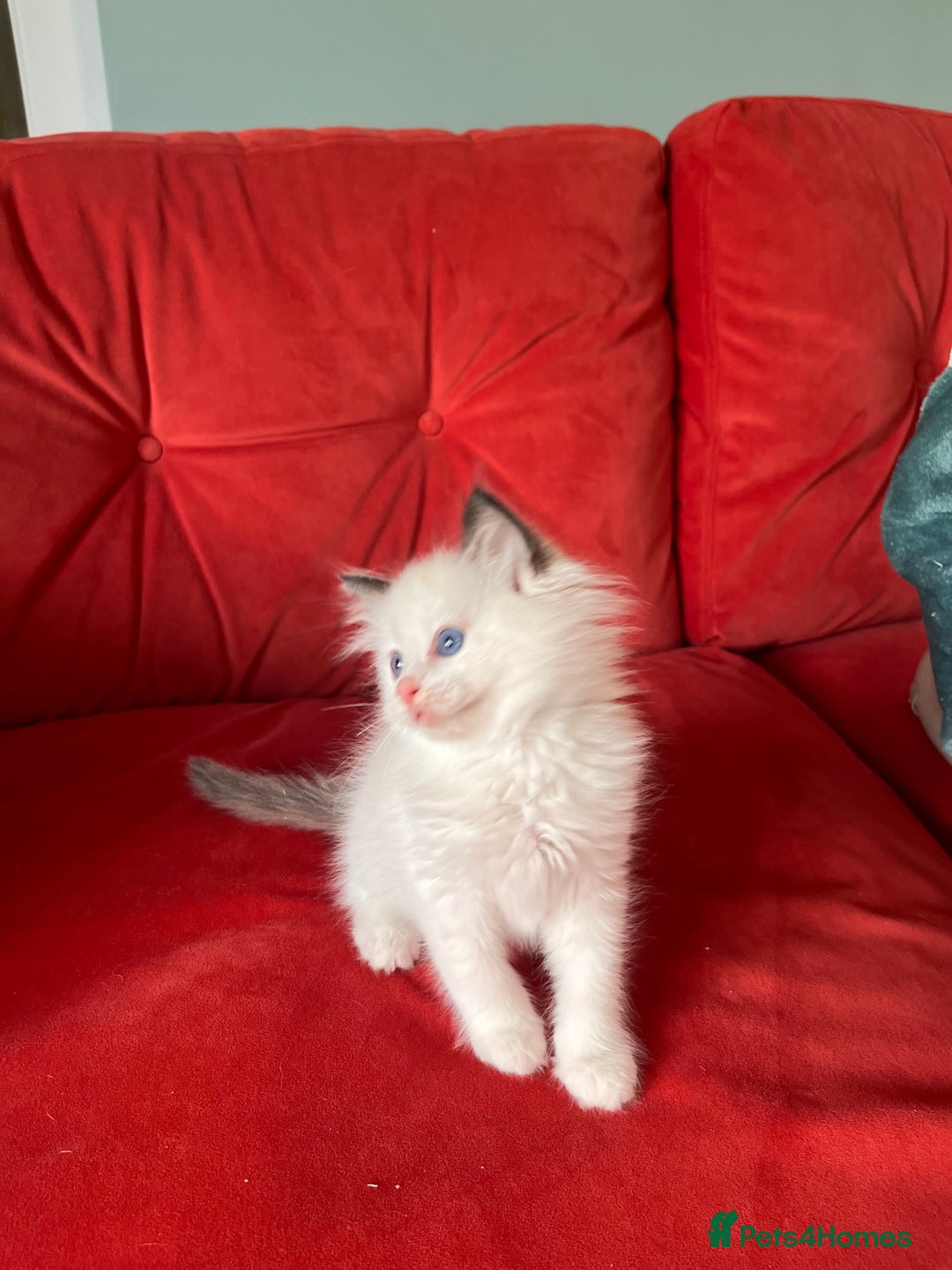Ragdoll cats for sale: TICA Registered Bicolour boy - Image 11