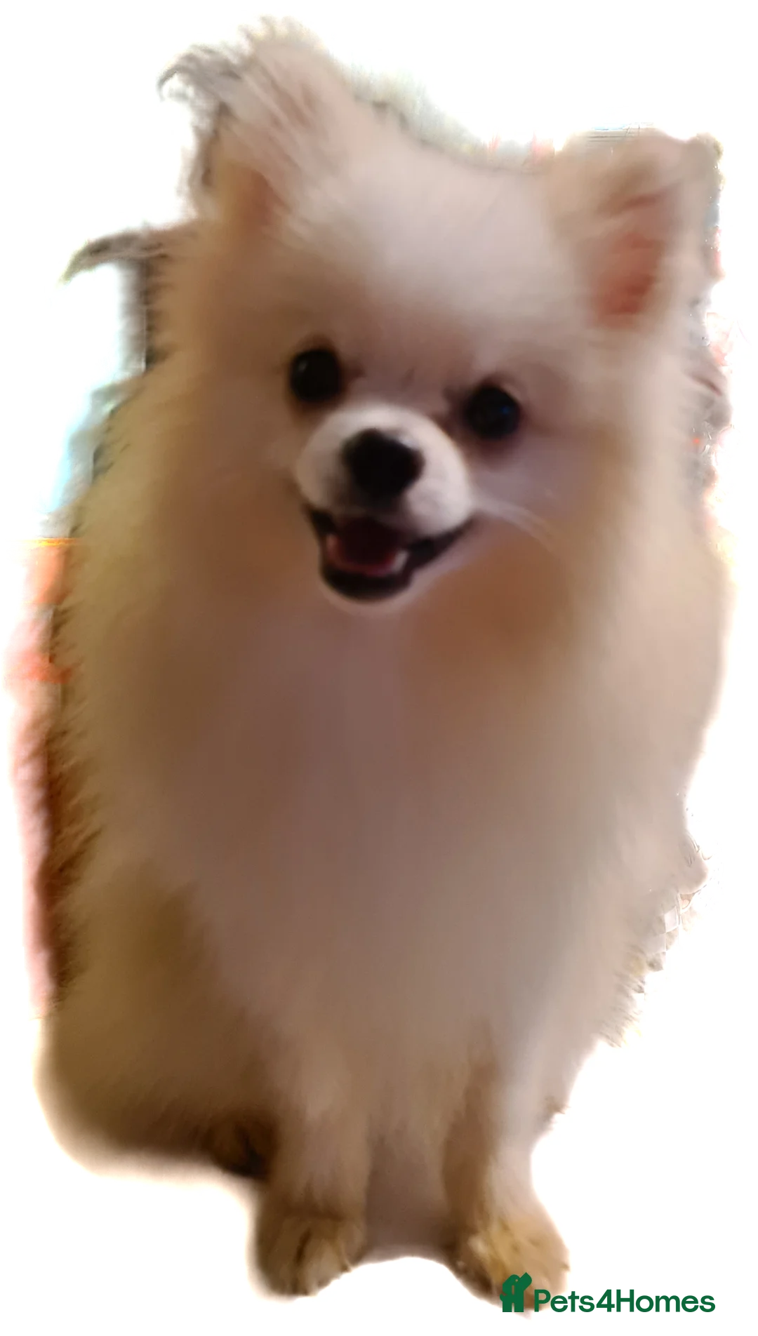 Pomeranian dogs for stud: White russian line kc reg pom  in Bedford - Advert 3