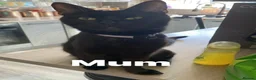 Maine Coon cats for sale: Mainecoon cross kitten  - Advert 9
