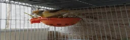 Canaries birds for sale: Canary's, green finch, silver, jarva sparrows  - Advert 9