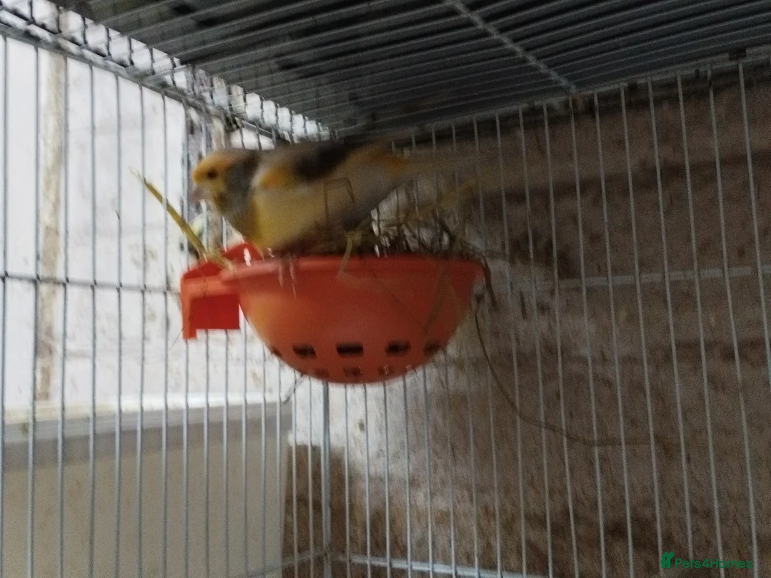 Canaries birds for sale: Canary's, green finch, silver, jarva sparrows  - Advert 9