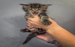 Maine Coon cats for sale: Full breed Mainecoon kittens ready 29th September  - Image 21