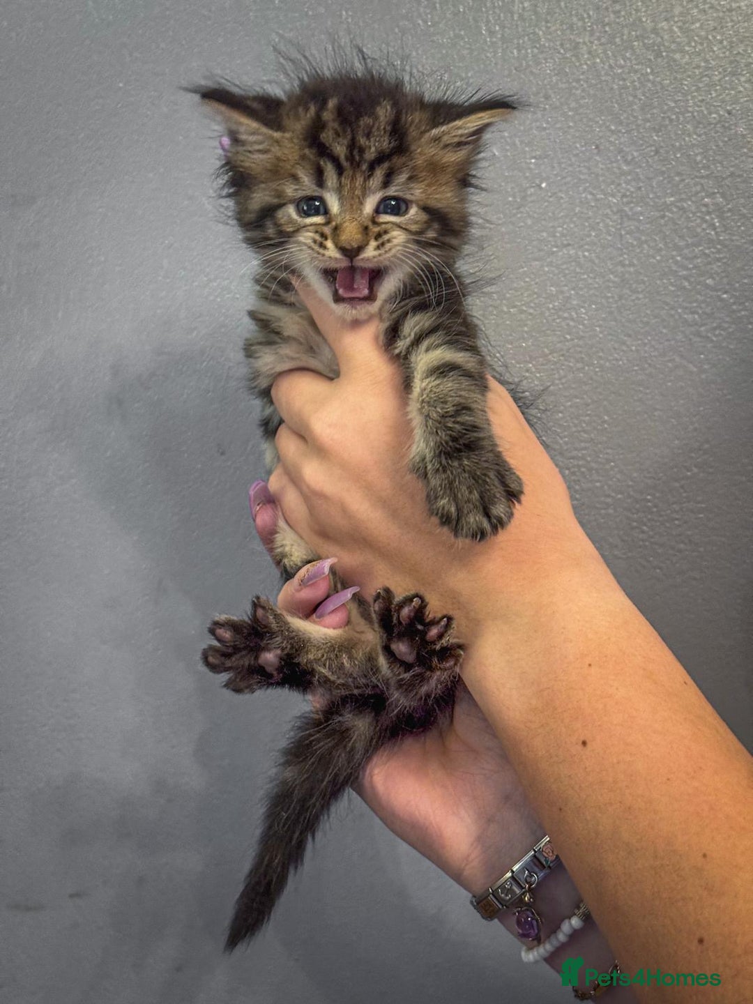 Maine Coon cats for sale: Full breed Mainecoon kittens ready 29th September  - Image 21