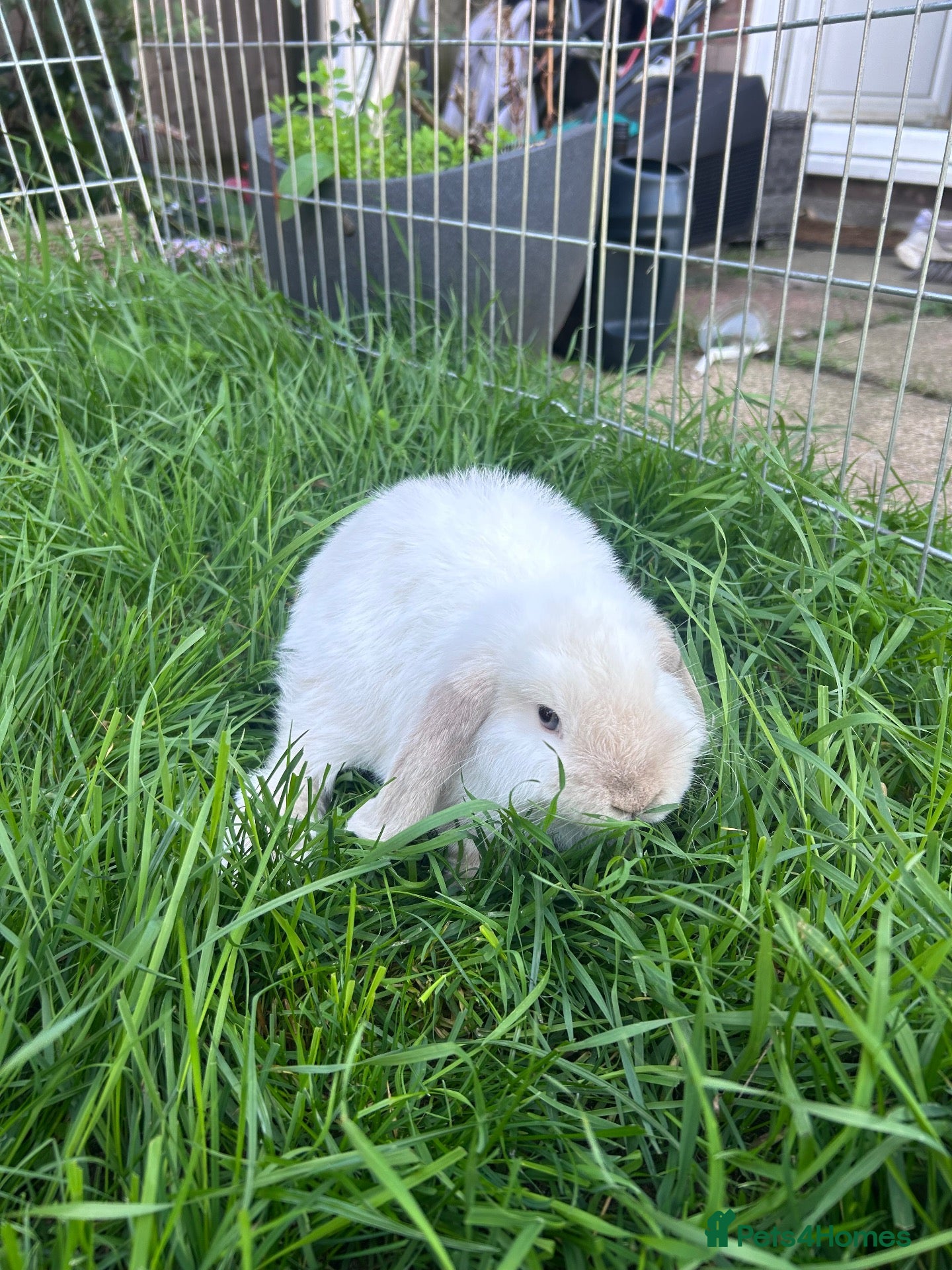 Mini Lop rabbits Gorgeous mini lop boy  - Advert 2