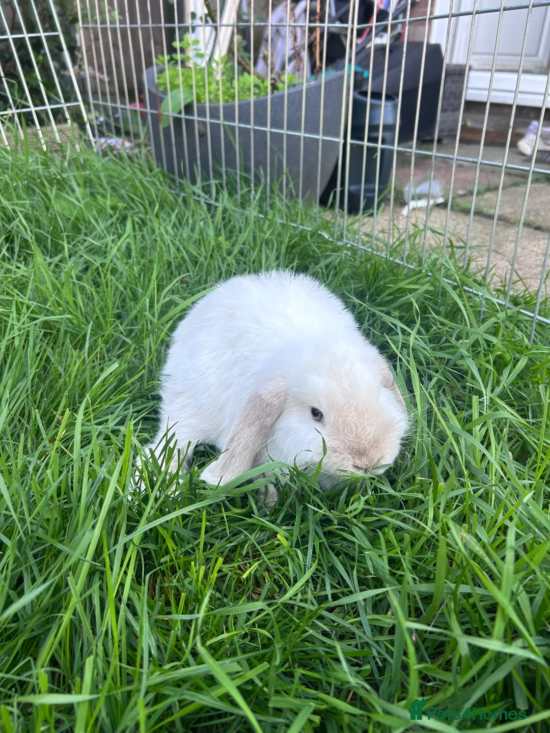 Mini Lop rabbits for sale: Gorgeous mini lop boy  in Thetford - Advert 1